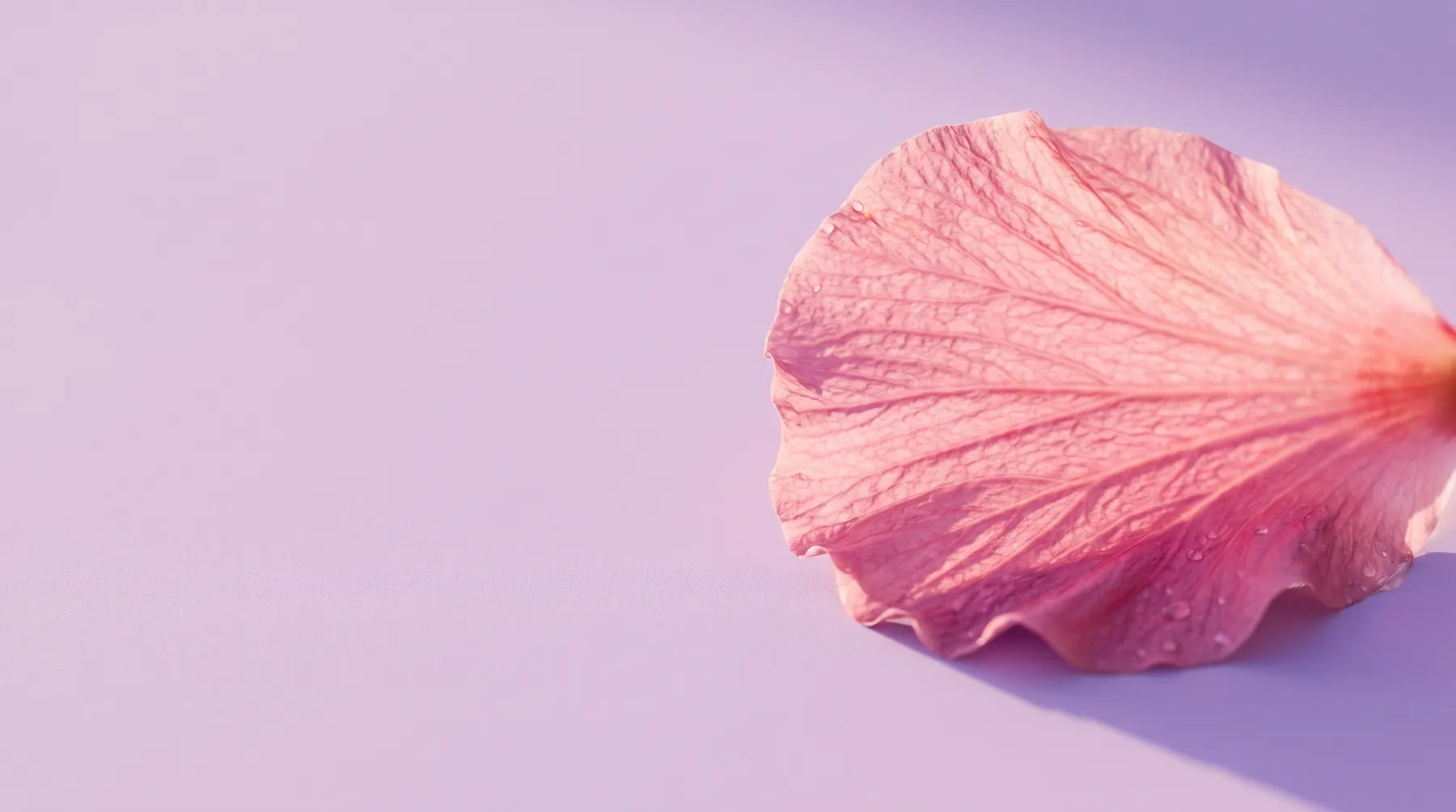 Macro photograph of a pink hibiscus petal on a lavender surface